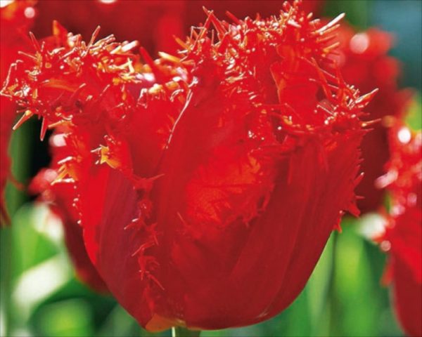 Pack 10 Fringed Tulip Bulbs 'Crystal Beauty' Spring Bulbs