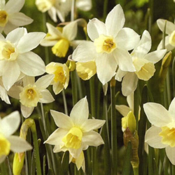 Daffodil Narcissus Sailboat WPC Prins Spring Bulbs Pack 10