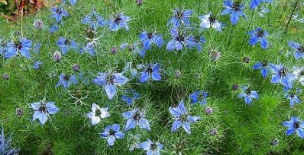 Love In The Mist Nigella 'Miss Jekyll' Pack King's Quality Flower Seeds