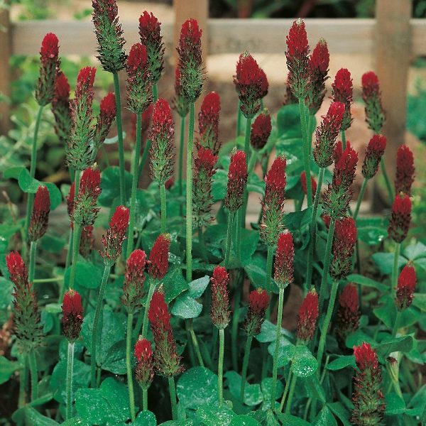 Pack Green Manure Seed Crimson Clover King's Seeds
