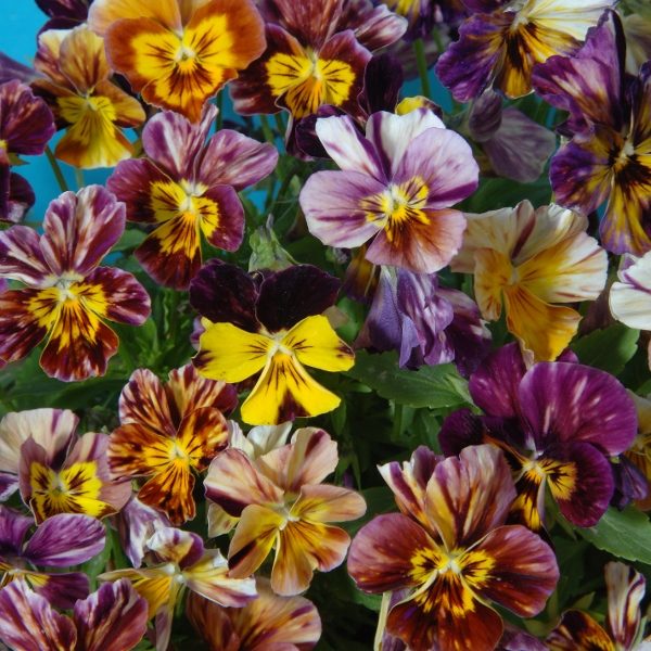 Pack Flower Seeds Viola Cornuta 'Brush Strokes' Kings Quality Garden Seeds