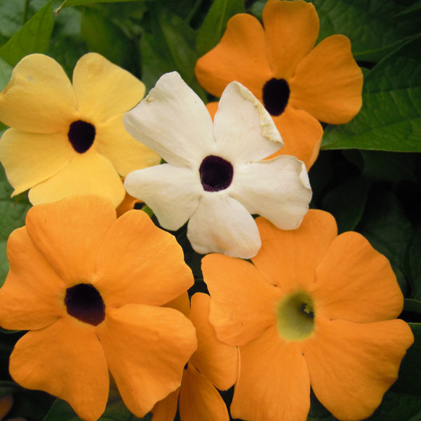 Pack Flower Seeds Thunbergia Alata Mix (Black Eye Suzie) Kings Quality Garden Seeds