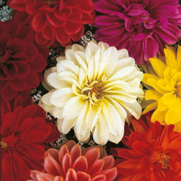 Pack Kings Dahlia Unwins Dwarf Mixed Flower Seeds