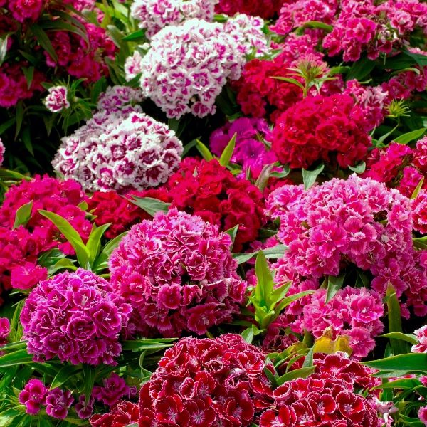 Pack Flower Seed Sweet William Crown Double Mixed King's Quality Seeds