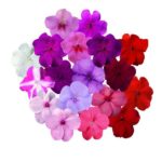 Pack Kings Seed Impatiens ( Bizzie Lizzie ) 'Carnival Mix' Flower Seeds
