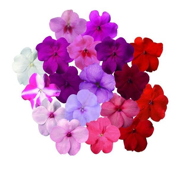 Pack Kings Seed Impatiens ( Bizzie Lizzie ) 'Carnival Mix' Flower Seeds