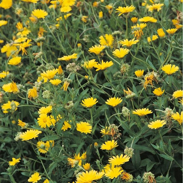Pack Herb Seed Marigold Pot Annual Suffolk Herbs Kings