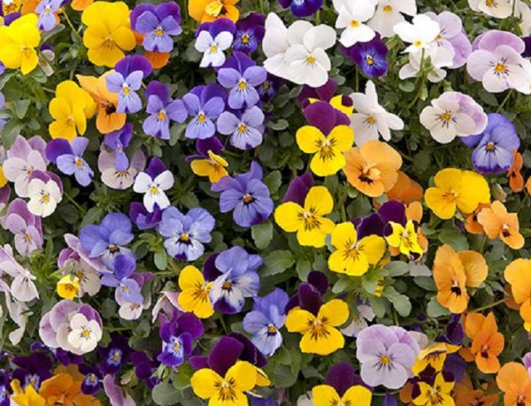 Viola F1 'Mixed' Hardy Annual / Bi-Annual Winter Colour Plug Plants Pack x12