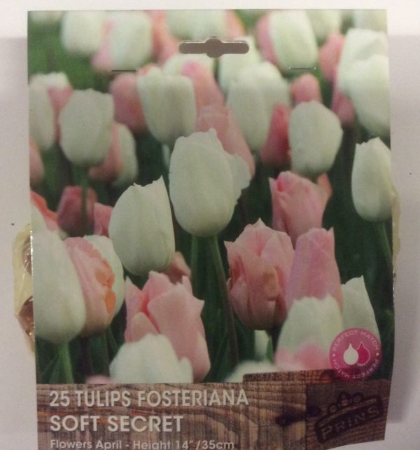 Value Pack 25 Tulip Bulb 'Soft Secret' Collection Pink/White Mix Spring Bulbs