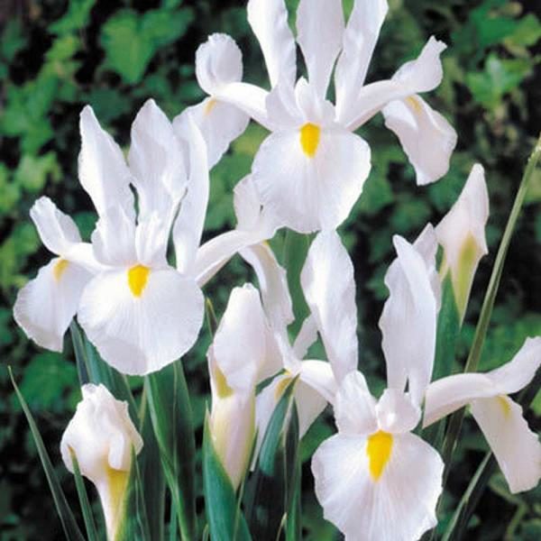 Dutch Iris Bulbs 'White Superior' Spring Bulbs Pack 20