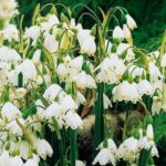Pack 10 Leucojum Aestivum (Summer Snowflake) WPC Prins Spring Bulbs