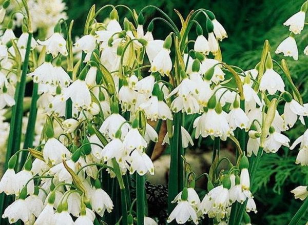Pack 10 Leucojum Aestivum (Summer Snowflake) WPC Prins Spring Bulbs