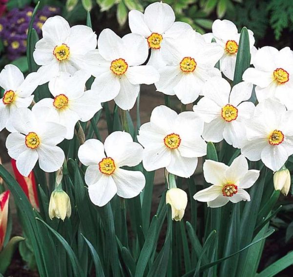 Narcissi / Daffodil Bulbs 'Actea' (Pheasant Eye) Spring Flowering Bulbs Pack 5