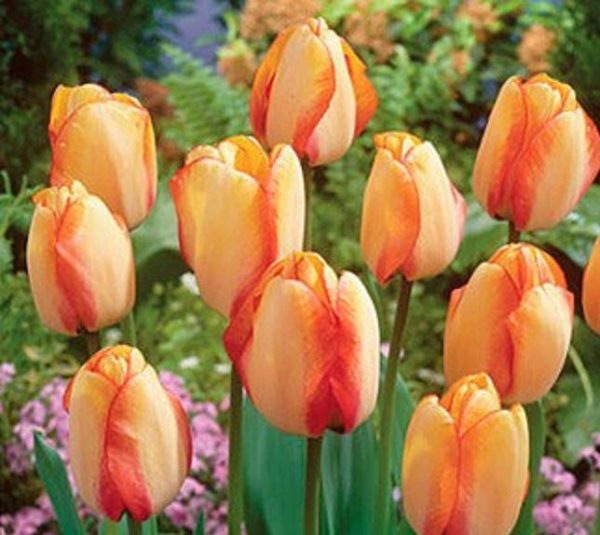 Pack 10 Garden Tulip Bulb 'Beauty of Spring' Spring Flowering Bulbs