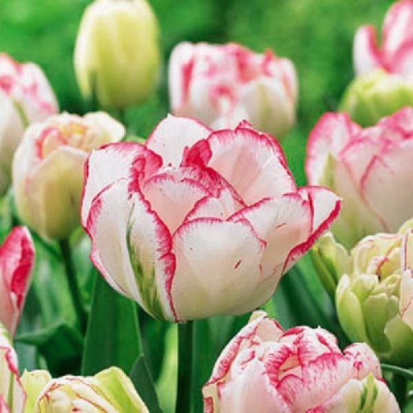 Pack 10 Late Double Tulip Bulb 'Cartouche' Spring Flowering Bulbs