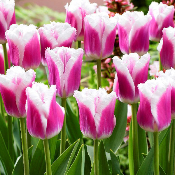 Pack 10 Fringed Tulip Bulb 'Siesta' Spring Flowering Bulbs New Variety!