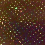 Premier Decorations Single Pattern 13cm Laser Light Display LV151035