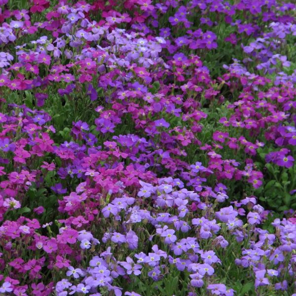 Pack Flower Seed Kings Aubrietia Spring Falls Mixed Perennial Flower Seeds