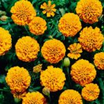 New Pack Kings Seed French Marigold 'Boy O Boy' Mixed Quality Flower Seeds