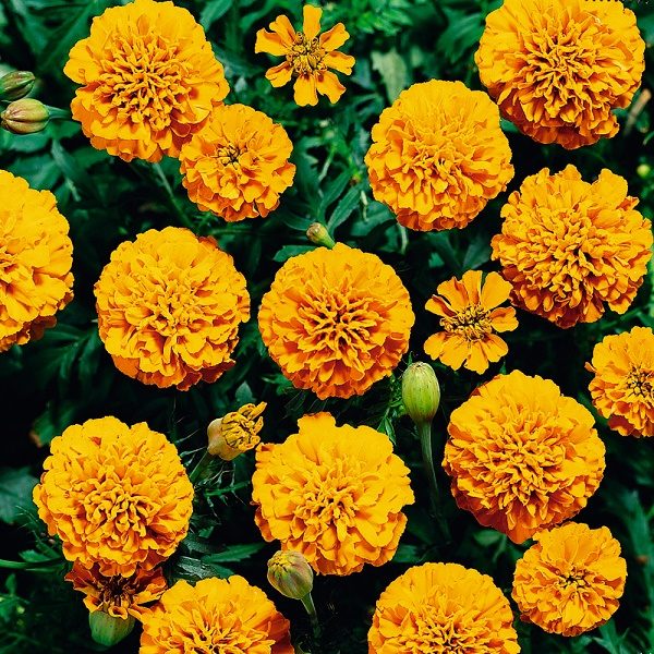 New Pack Kings Seed French Marigold 'Boy O Boy' Mixed Quality Flower Seeds