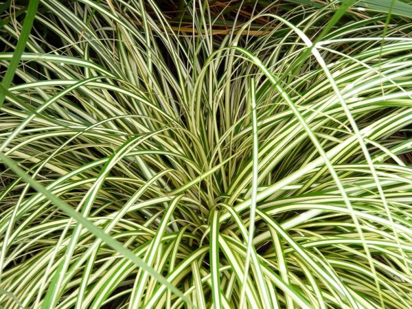 Grass 'Carex Evergold' Perennial Garden XXL Supersize Plug Plants Pack x3