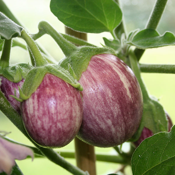 Aubergine 'Pinstripe' (10) Dwarf Vegetable Seeds Patio/Pots Pack King's Seed