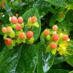 Pack x3 Hypericum Inodorum Magical® Beauty Shrub XXL Supersize Plug Plants