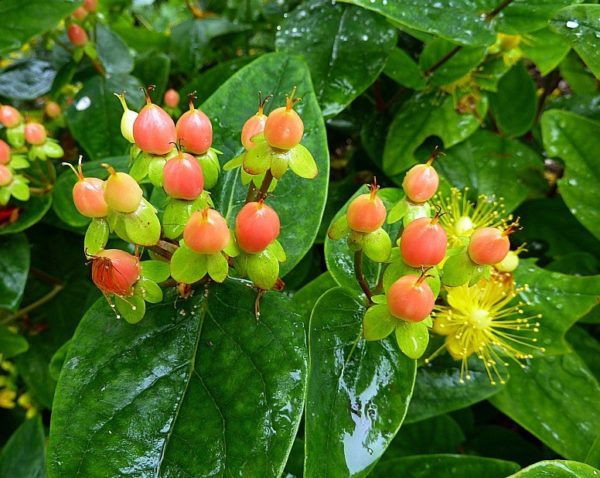 Pack x3 Hypericum Inodorum Magical® Beauty Shrub XXL Supersize Plug Plants
