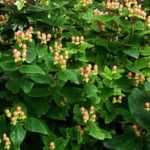 Pack x3 Hypericum Inodorum Magical® Beauty Shrub XXL Supersize Plug Plants