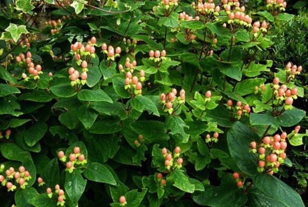 Pack x3 Hypericum Inodorum Magical® Beauty Shrub XXL Supersize Plug Plants