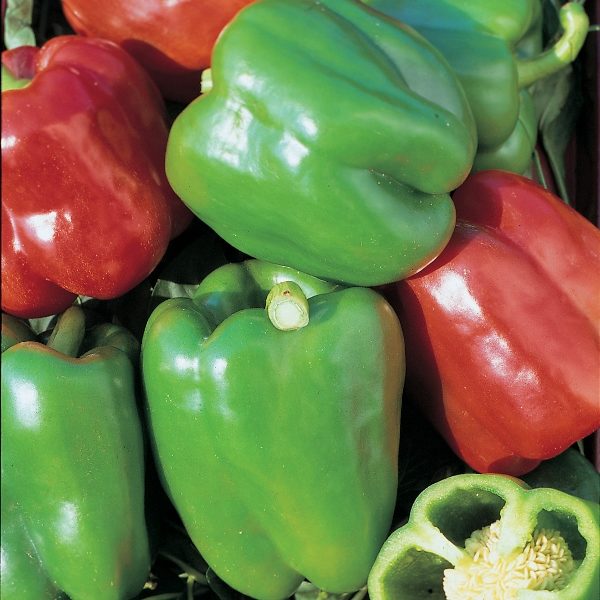 Pack Pepper Seed (Capsicum) 'Sweet Mixed' Kings Seeds