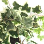 New Artificial Trailing Ivy Bush 'Potted' Variegated, 60cm Trails
