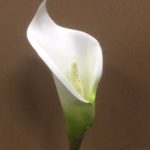 Pack 24 Stems White/ Ivory Small Foam Calla Lily Artificial Flowers 63cm