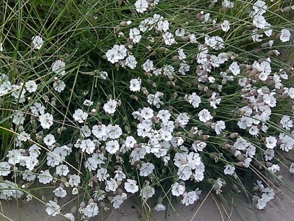 Pack x6 'Silene White Maritima Perennial Garden Plug Plants