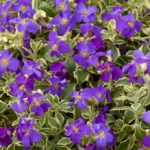 Pack x6 Aubrieta Deltoidea Variegated Perennial Garden Alpine Plug Plants