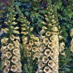 Foxglove 'Cream Hybrid Dalmatian F1 Bi-Annual Cottage Garden Plug Plants Pack X6