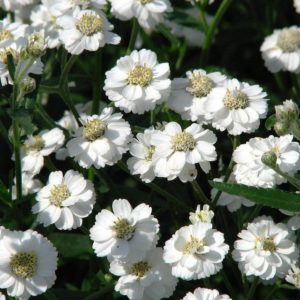 Achillea Ptarmica 'The Pearl' Perennial Large Garden Plug Plants Pack x6