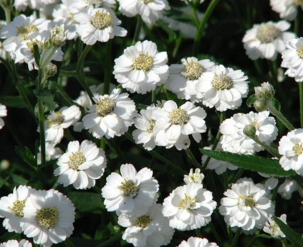 Pack x6 Achillea Ptarmica 'The Pearl' Perennial Garden Plug Plants