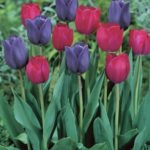 Value Pack 25 Tulip Bulbs 'Mistress of Dark' Mix WPC Prins Quality Bulbs