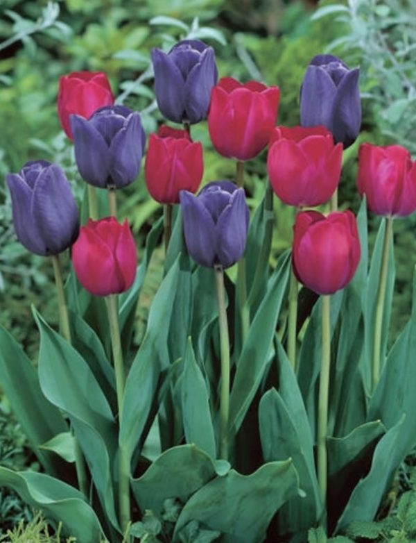 Value Pack 25 Tulip Bulbs 'Mistress of Dark' Mix WPC Prins Quality Bulbs