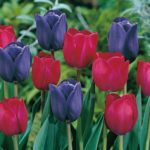 Value Pack 25 Tulip Bulbs 'Mistress of Dark' Mix WPC Prins Quality Bulbs