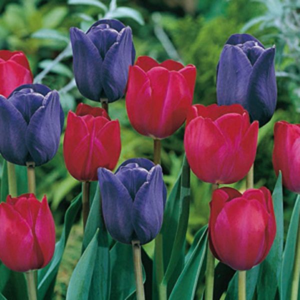 Value Pack 25 Tulip Bulbs 'Mistress of Dark' Mix WPC Prins Quality Bulbs
