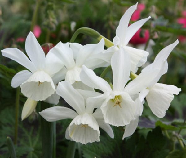 Pack 10 Dwarf Narcissus / Daffodil Bulbs Triandrus 'Thalia' WPC Prins