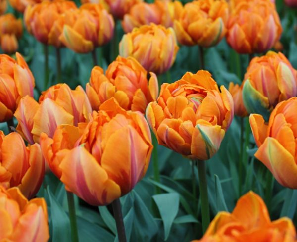 Pack 10 Double Peony Tulip Bulbs 'Orange Princess' WPC Prins Quality Bulb