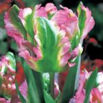 Parrot Tulips 'Green Wave' Prins Quality Spring Bulbs Pack 10