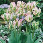 Parrot Tulips 'Green Wave' Prins Quality Spring Bulbs Pack 10