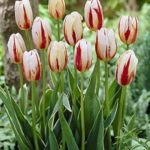Tulip Bulb Triumph 'Carnaval De Rio' Spring Flowering Bulbs Pack 10