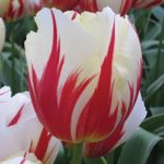 Tulip Bulb Triumph 'Carnaval De Rio' Spring Flowering Bulbs Pack 10