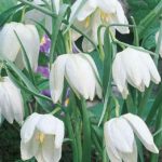 Fritillaria 'Meleagris Alba' Garden Flowering Bulbs WPC Prins Pack 10 Bulbs