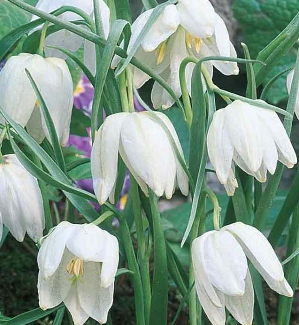 Fritillaria 'Meleagris Alba' Garden Flowering Bulbs WPC Prins Pack 10 Bulbs